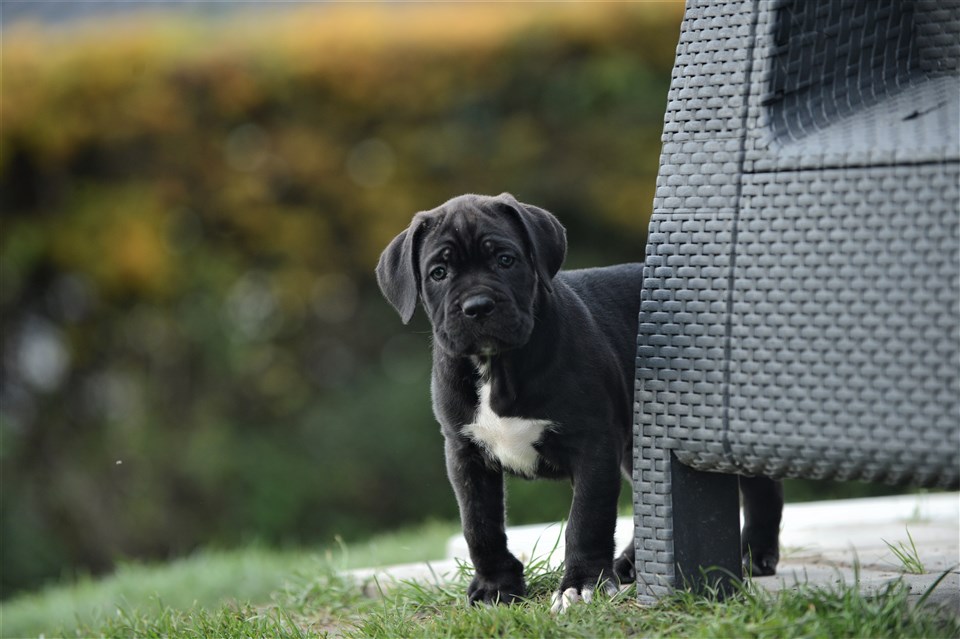 Zia 7 weeks old