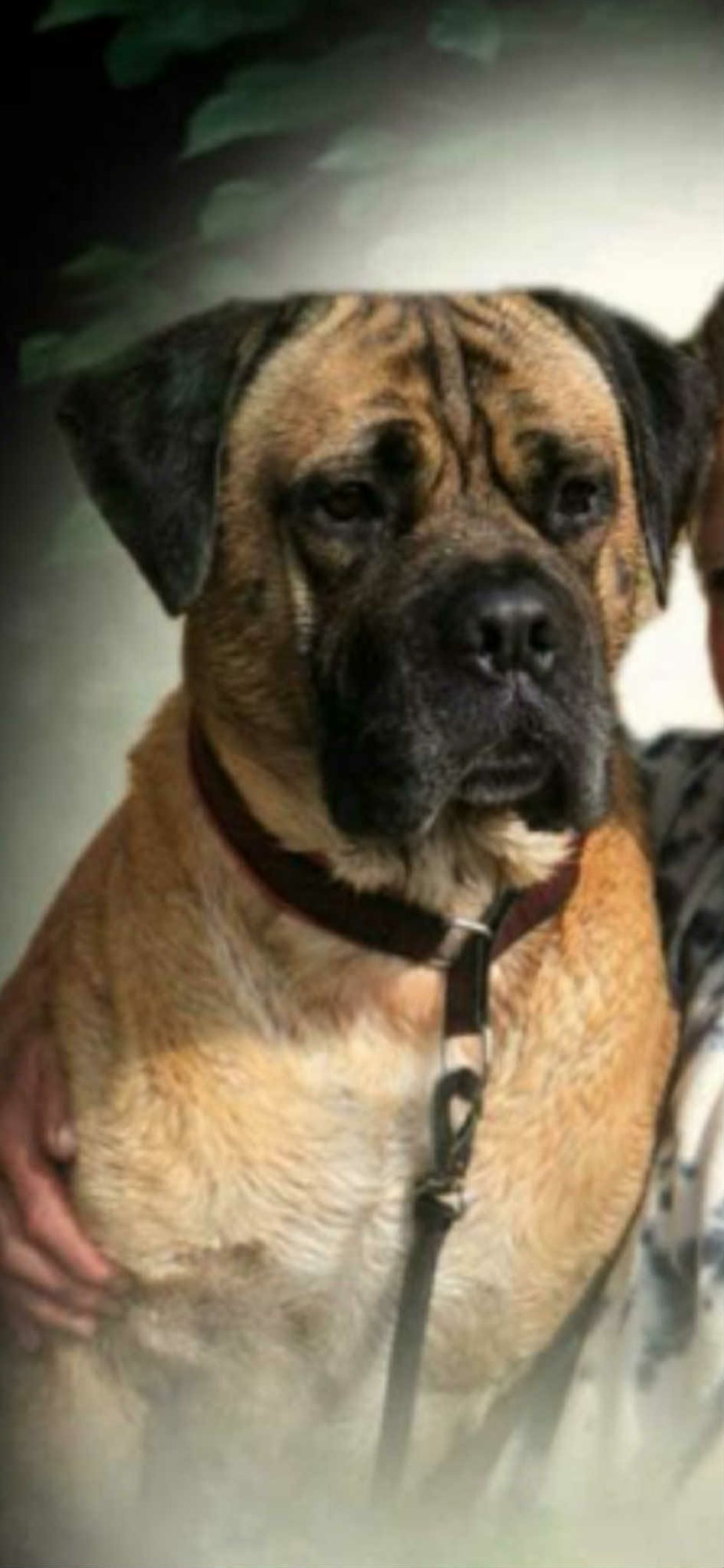 Halgus Valgus 
Hd: B/B, Ad: 0/0. DSRA Fri, DVL2 Fri, Mentaltest i SKK