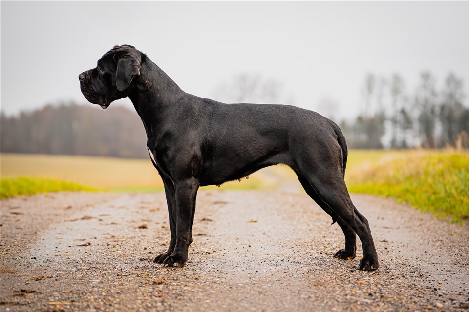 NorthStar Corso´s Duchess
Hd: A/A, Ad: 0/0, Ocd: Fri, DSRA Fri, DVL2 Fri
Mentaltest i DKK