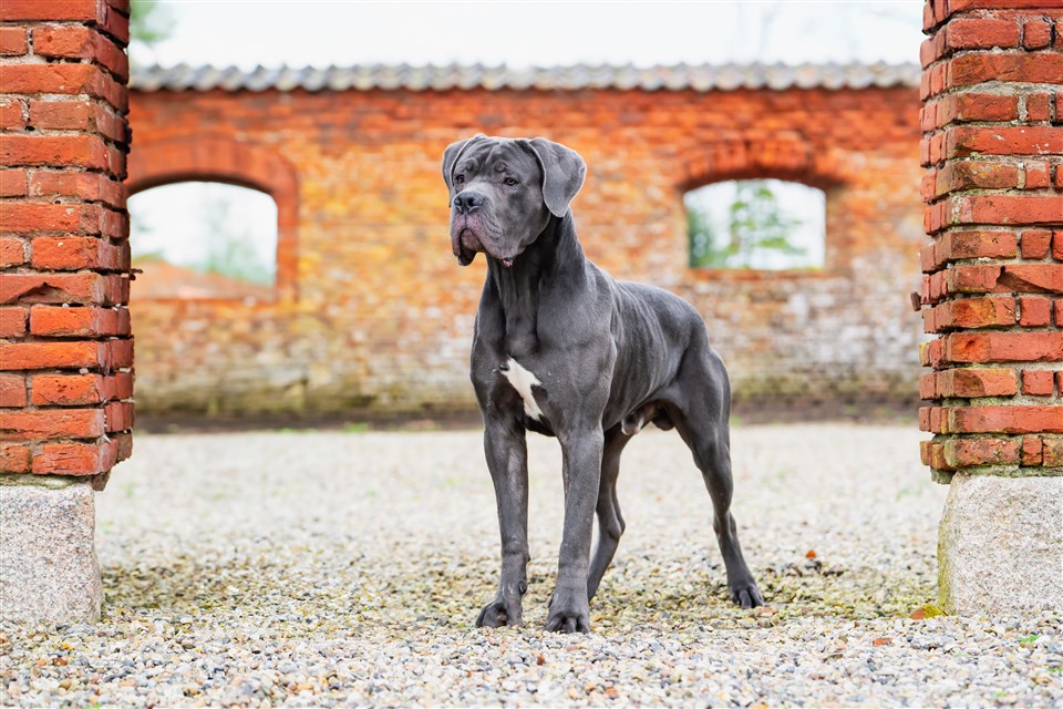 Charlie 1 year