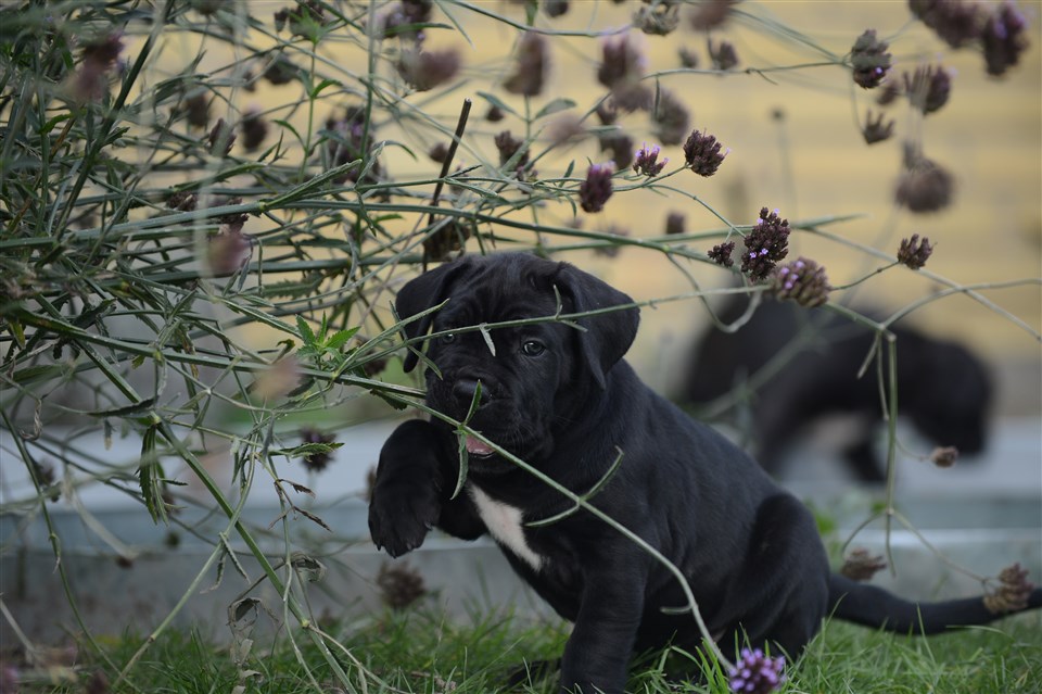 Chelsea 7 weeks old