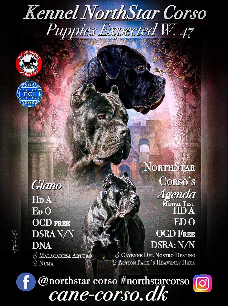 NorthStar Corso´s Agenda Hd: A, Ed: 0, OCD: Free, DSRA: Free, Mental test in DKK